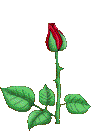 fleur d'amour
